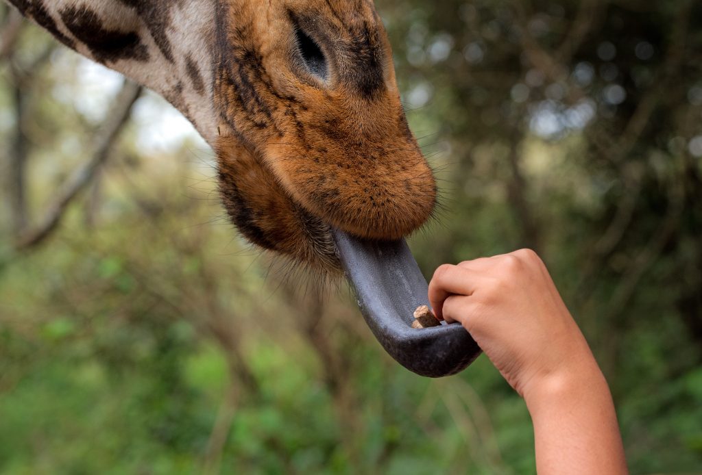 Langue-de-girafe